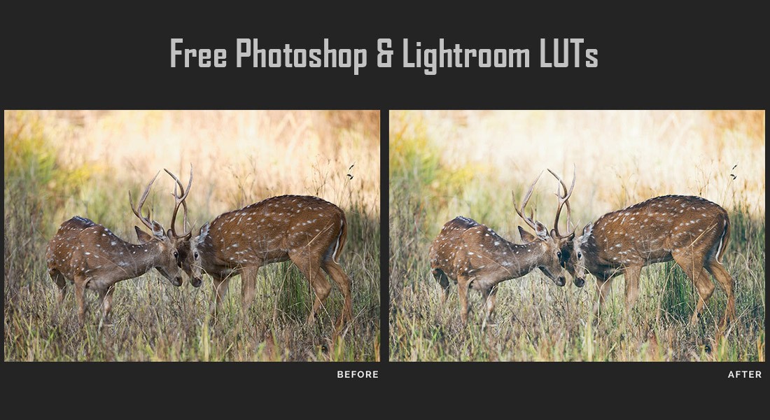 Free Professional LUTs for Photoshop Lightroom