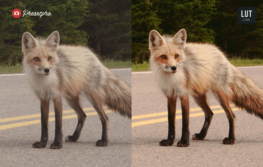 Vintage Fox - Free LUT for Lightroom